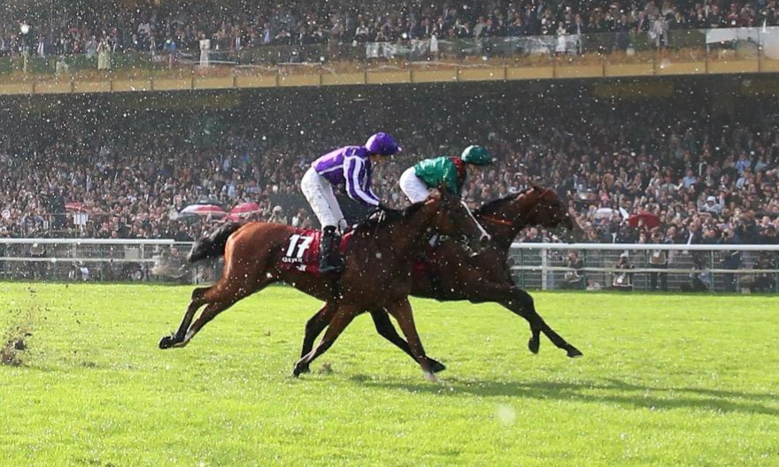 DARYZ, The New King of the Arc! DARYZ, The New King of the Arc!